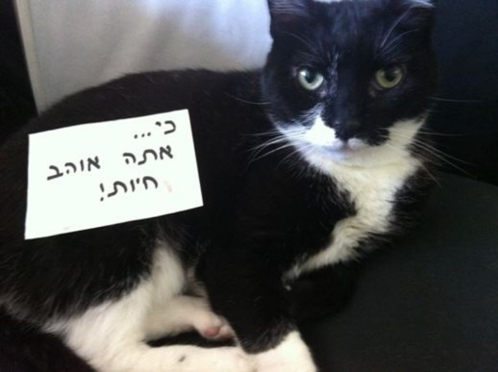 תמונה של מתנה לכל תכונת אופי