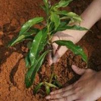 תמונה של תורמים לקק"ל - מתנה עם ערך מוסף