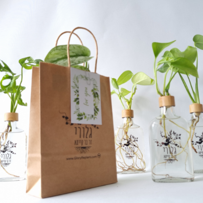 תמונה של מארז חג - 5 בקבוקי ייחורים הידרופונים