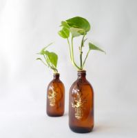 תמונה של זוג בקבוקי זכוכית עם צמח הידרופוני
