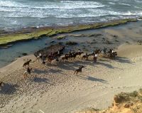 תמונה של טיול סוסים לקבוצות ימי גיבוש וכיף לחברות