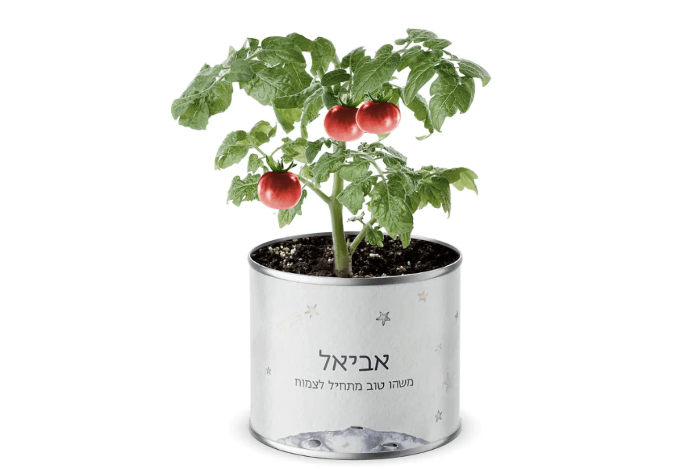 תמונה של עציץ בפחית