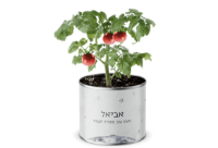 תמונה של עציץ בפחית