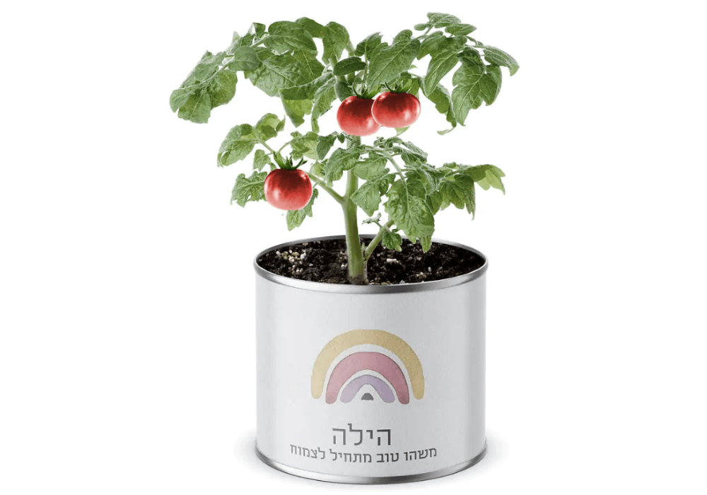 תמונה של עציץ בפחית