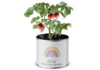 תמונה של עציץ בפחית
