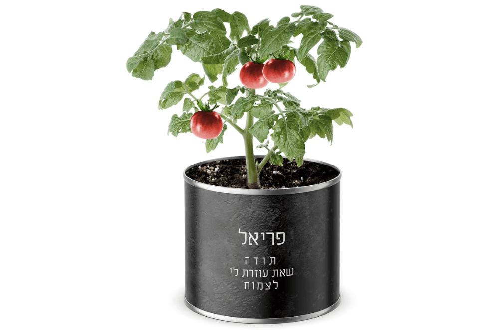 תמונה של עציץ בפחית