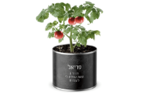 תמונה של עציץ בפחית