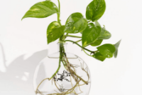 תמונה של זר  Flat Vase