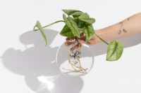 תמונה של זר  Flat Vase