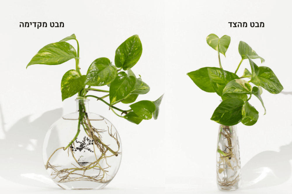 תמונה של זר  Flat Vase