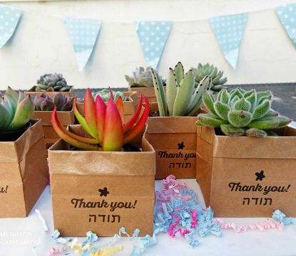תמונה של Succu Smile - Let Love Grow