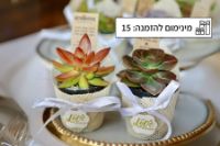 תמונה של כְּלוּלוֹת - סוקולנטים צבעוניים