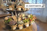תמונה של סוקולנטים של השמחות - 15 יחידות 