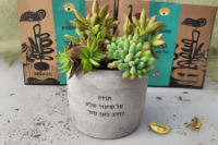 תמונה של עציץ סוקולנטים ממותג - צילינדר בטון