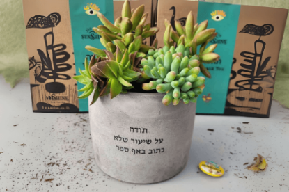 תמונה של עציץ סוקולנטים ממותג - צילינדר בטון