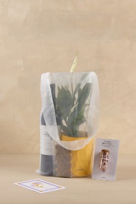 תמונה של המארז הפורח