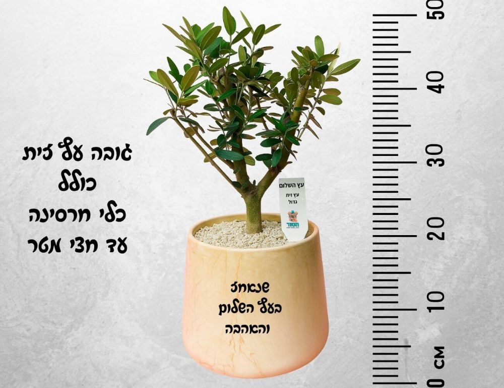 תמונה של עץ השלום - עץ זית גדול בכלי קרמיקה וכיתוב