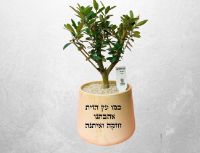 תמונה של עץ השלום - עץ זית גדול בכלי קרמיקה וכיתוב