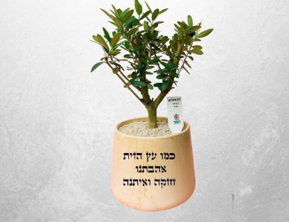 תמונה של עץ השלום - עץ זית גדול בכלי קרמיקה וכיתוב