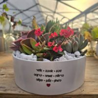 תמונה של מילה טובה בלבן – סידור סוקולנטים עם ברכה אישית