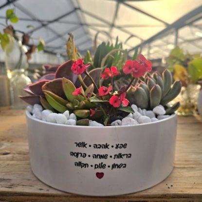 תמונה של מילה טובה בלבן – סידור סוקולנטים עם ברכה אישית