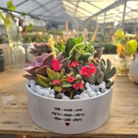 תמונה של מילה טובה בלבן – סידור סוקולנטים עם ברכה אישית