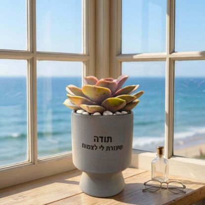 תמונה של עציצים עם הקדשה -M כלים צבעוניים