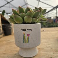 תמונה של עציצים עם הקדשה - M כלים צבעוניים